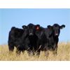 Image 1 : Culligan Ranching - 550# Steer Calves - 110 Head (Tomkins, SK)