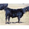 Image 2 : Culligan Ranching - 550# Steer Calves - 110 Head (Tomkins, SK)