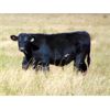 Image 3 : Culligan Ranching - 550# Steer Calves - 110 Head (Tomkins, SK)
