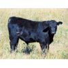 Image 4 : Culligan Ranching - 550# Steer Calves - 110 Head (Tomkins, SK)
