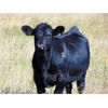 Image 5 : Culligan Ranching - 550# Steer Calves - 110 Head (Tomkins, SK)