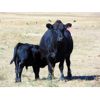 Image 6 : Culligan Ranching - 550# Steer Calves - 110 Head (Tomkins, SK)