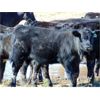 Image 7 : Culligan Ranching - 550# Steer Calves - 110 Head (Tomkins, SK)