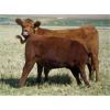 Image 3 : MacMillan Farming Co. - 740# Steer Calves - 86 Head (Cayley, AB)