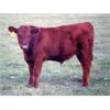 Image 5 : MacMillan Farming Co. - 740# Steer Calves - 86 Head (Cayley, AB)