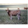 Image 4 : MacMillan Farming Co. - 660# Steer Calves - 95 Head (Cayley, AB)