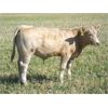 Image 6 : MacMillan Farming Co. - 660# Steer Calves - 95 Head (Cayley, AB)