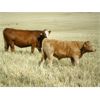 Image 1 : MacMillan Farming Co. - 630# Steer Calves - 98 Head (Cayley, AB)
