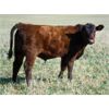 Image 3 : MacMillan Farming Co. - 630# Steer Calves - 98 Head (Cayley, AB)