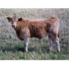 Image 4 : MacMillan Farming Co. - 630# Steer Calves - 98 Head (Cayley, AB)