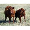 Image 5 : MacMillan Farming Co. - 630# Steer Calves - 98 Head (Cayley, AB)