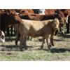 Image 3 : Phil Fehr & Sons - 580# Heifer Calves - 90 Head (Swift Current, SK)