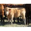 Image 5 : Phil Fehr & Sons - 580# Heifer Calves - 90 Head (Swift Current, SK)