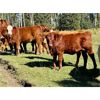 Image 1 : Luke Ball - 500# Heifer Calves - 70 Head (Millaville, AB)