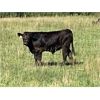 Image 2 : Owen Salisbury - 575# Steer Calves - 45 Head (Norquay, SK)