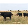 Image 1 : Hickory Corner Farms - 975# Heifers - 120 Head (Dunkirk, SK)