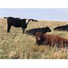Image 6 : Hickory Corner Farms - 975# Heifers - 120 Head (Dunkirk, SK)