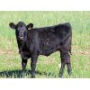 Image 2 : Blayne & Allison Klein - 550# Heifer Calves - 41 Head (Wood Mountain, SK)