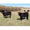 Image 3 : Blayne & Allison Klein - 550# Heifer Calves - 41 Head (Wood Mountain, SK)
