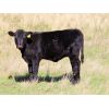 Image 5 : Blayne & Allison Klein - 550# Heifer Calves - 41 Head (Wood Mountain, SK)