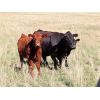 Image 6 : Blayne & Allison Klein - 550# Heifer Calves - 41 Head (Wood Mountain, SK)