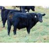 Image 1 : Copperfield Farming - 650# Steer Calves - 50 Head (Vauxhall, AB)