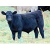 Image 2 : Copperfield Farming - 650# Steer Calves - 50 Head (Vauxhall, AB)