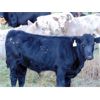 Image 3 : Copperfield Farming - 650# Steer Calves - 50 Head (Vauxhall, AB)