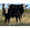 Image 2 : Eagle Creek Ranching Ltd. - 625# Steer Calves - 95 Head (Sundre, AB)