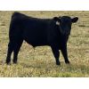 Image 3 : Eagle Creek Ranching Ltd. - 625# Steer Calves - 95 Head (Sundre, AB)