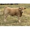 Image 4 : Eagle Creek Ranching Ltd. - 625# Steer Calves - 95 Head (Sundre, AB)