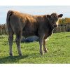 Image 5 : Eagle Creek Ranching Ltd. - 625# Steer Calves - 95 Head (Sundre, AB)