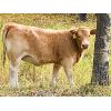 Image 5 : Eagle Creek Ranching Ltd. - 580# Heifer Calves - 65 Head (Sundre, AB)