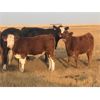 Image 2 : Langer Land & Cattle Inc. - 650# Steer Calves - 180 Head (Riverhurst, SK)