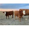 Image 3 : Langer Land & Cattle Inc. - 650# Steer Calves - 180 Head (Riverhurst, SK)