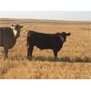 Image 4 : Langer Land & Cattle Inc. - 650# Steer Calves - 180 Head (Riverhurst, SK)