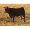 Image 6 : Langer Land & Cattle Inc. - 650# Steer Calves - 180 Head (Riverhurst, SK)