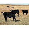 Image 3 : Premium Angus Beef - 560# Steer Calves - 90 Head (Mayfair, SK)