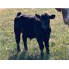 Image 5 : Premium Angus Beef - 560# Steer Calves - 90 Head (Mayfair, SK)