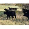 Image 6 : Premium Angus Beef - 560# Steer Calves - 90 Head (Mayfair, SK)