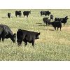 Image 7 : Premium Angus Beef - 560# Steer Calves - 90 Head (Mayfair, SK)