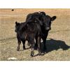 Image 8 : Premium Angus Beef - 560# Steer Calves - 90 Head (Mayfair, SK)