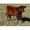 Image 9 : Premium Angus Beef - 560# Steer Calves - 90 Head (Mayfair, SK)