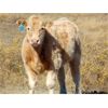 Image 5 : Murphy Land and Cattle - 600# Steer Calves - 104 Head (Altario, AB)