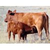 Image 6 : Murphy Land and Cattle - 600# Steer Calves - 104 Head (Altario, AB)