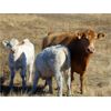 Image 7 : Murphy Land and Cattle - 600# Steer Calves - 104 Head (Altario, AB)