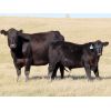 Image 1 : Rood Cattle Co. - 630# Steer Calves - 190 Head (Harptree, SK)