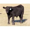 Image 5 : Rood Cattle Co. - 630# Steer Calves - 190 Head (Harptree, SK)