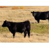 Image 6 : Rood Cattle Co. - 630# Steer Calves - 190 Head (Harptree, SK)