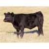 Image 5 : Rood Cattle Co. - 575# Heifer Calves - 105 Head (Harptree, SK)